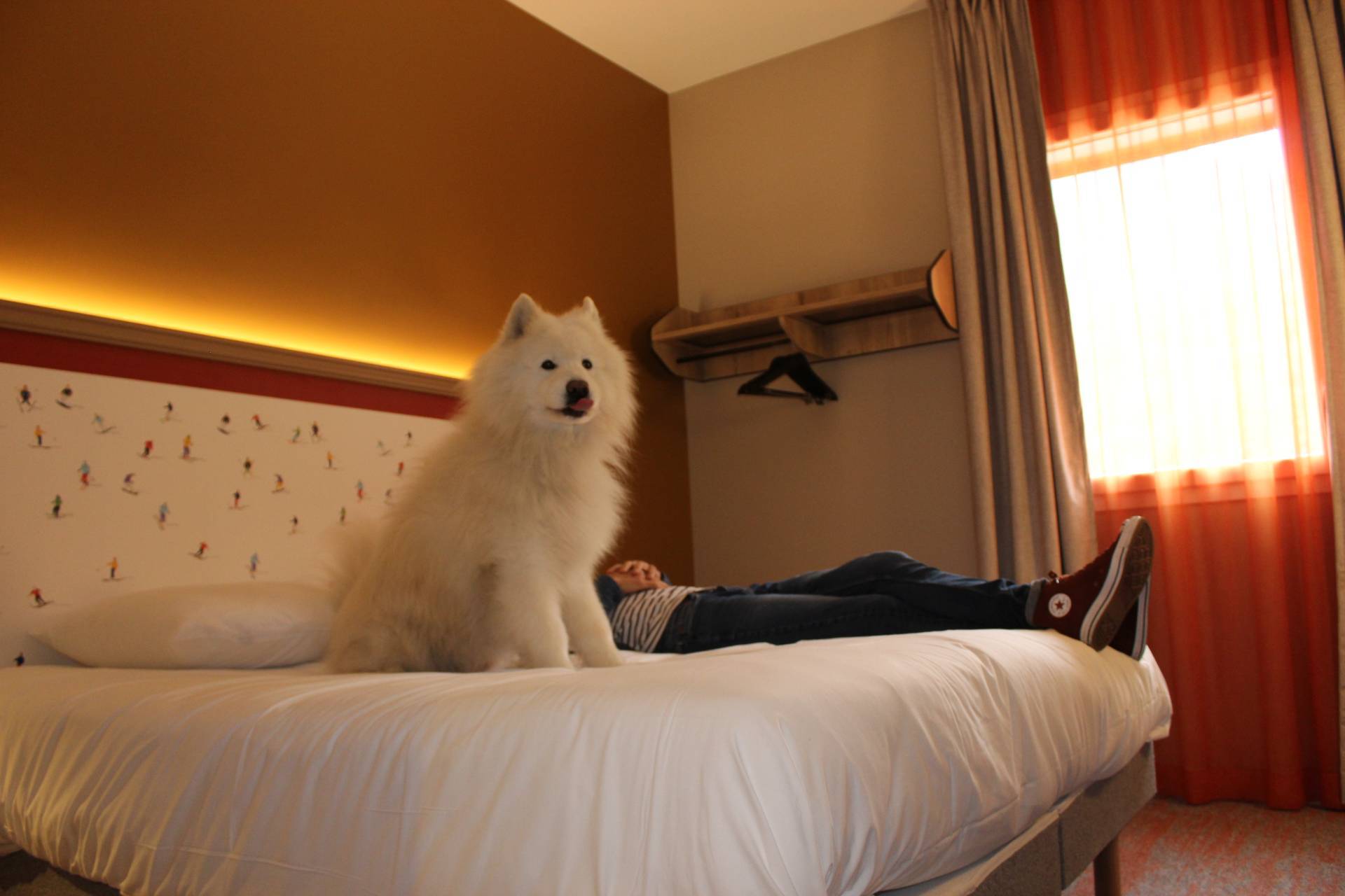 Chiens bienvenus!